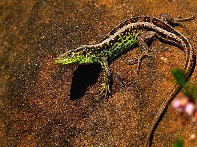 Прыткая ящерица Lacerta agilis населяет преимущественно сухие, хорошо прогреваемые солнцем биотопы Общая окраска тела самцов варьирует в пределах желтовато-бурой, салатовой, зеленоватой и ярко-зеленой Длина тела до 115 мм с хвостом