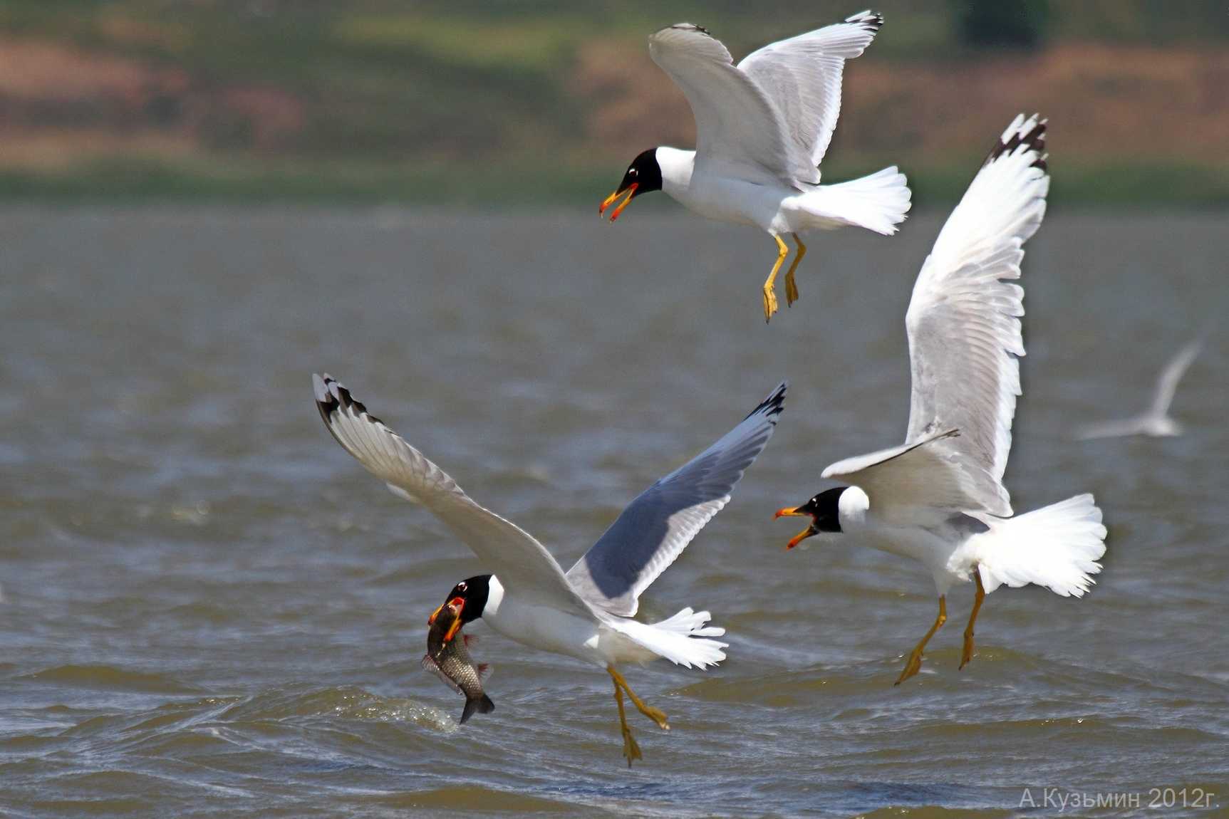 Черноголовый хохотун  (larus ichthyaetus). птицы казахстана.