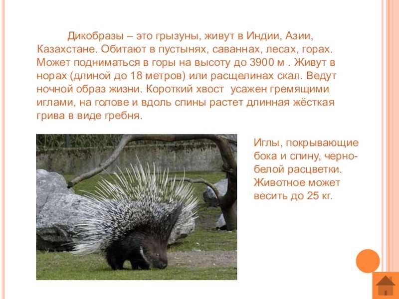 Индийский дикобраз Hystrix leucura - очень крупный грызун: длина его тела колеблется от 70 до 90 см