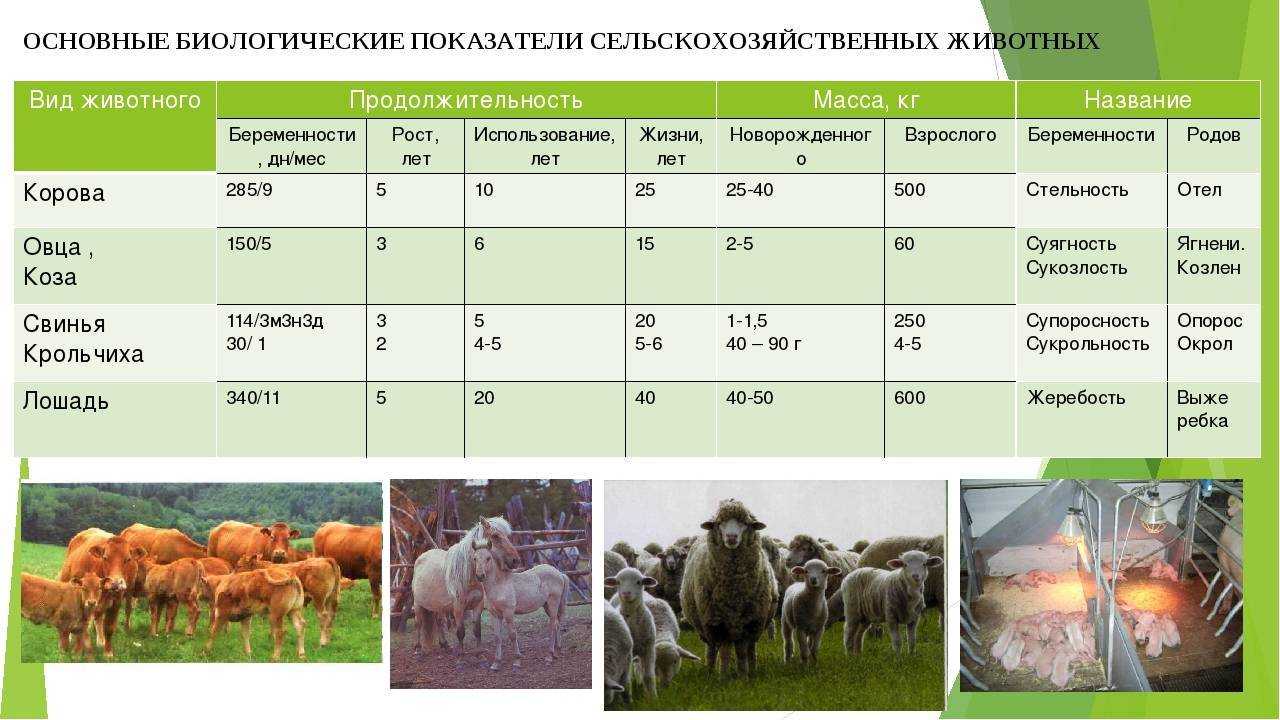 Корова: описание, породы, cодержание, уход, разведение | планета животных
