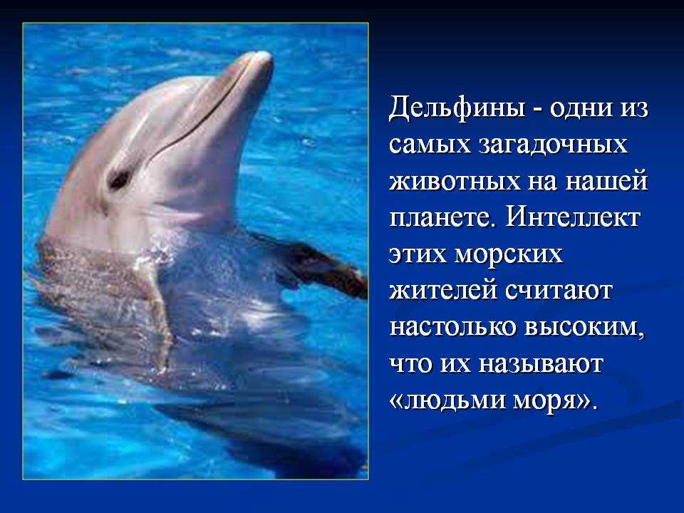 Афалина, или большой дельфин (лат. tursiops truncatus). описание, фото и видео афалина
