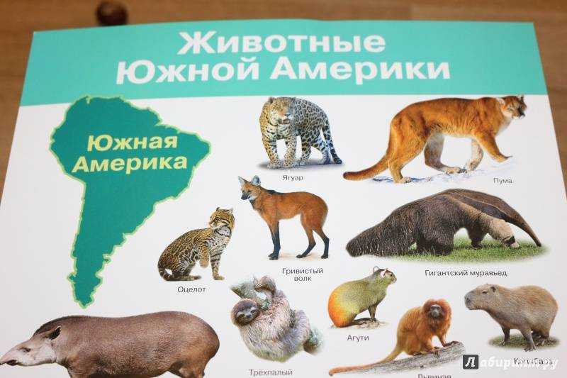 Животное капибара – самый большой грызун. описание и фото животного капибара