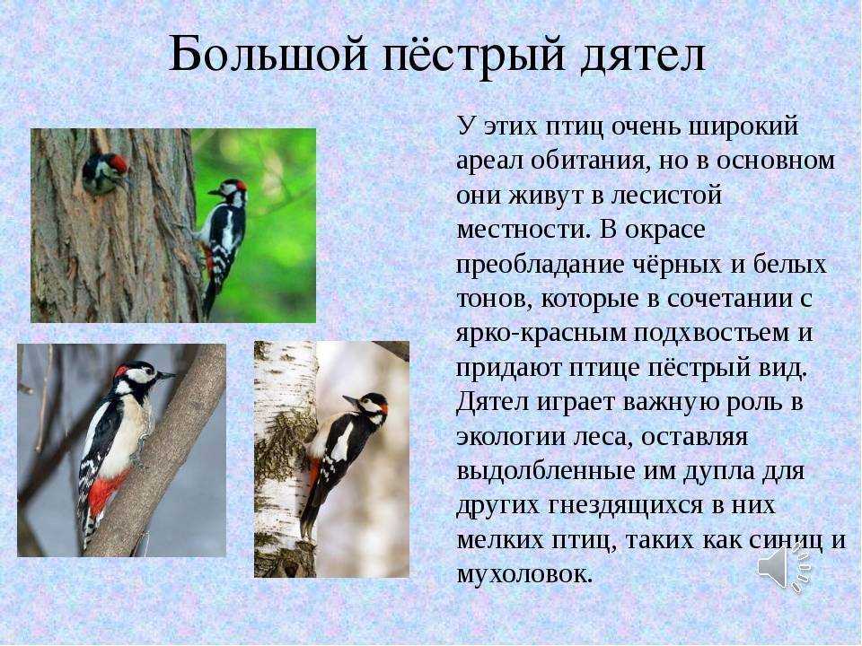 Птицы - фото птиц разных отрядов с названиями и описаниями