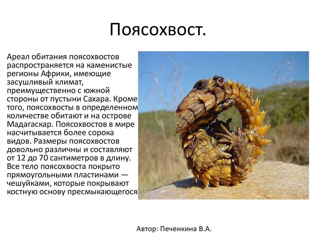 Поясохвост гигантский