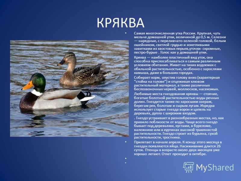 Большой крохаль: что это за утка, описание птицы
