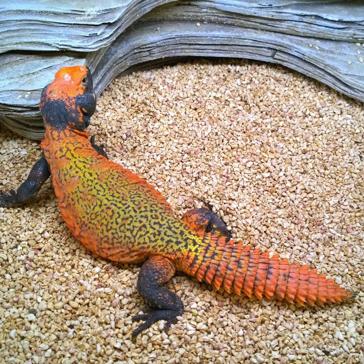 Шипохвосты (uromastyx) — биология и содержание