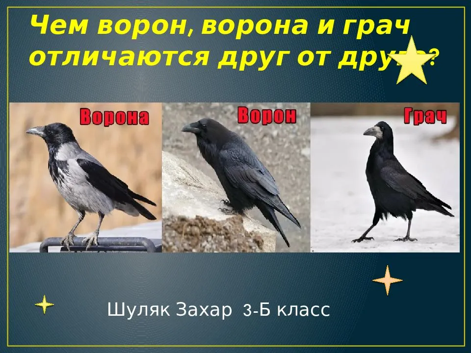 Ворона – описание, виды, что едят, где обитают, фото, видео