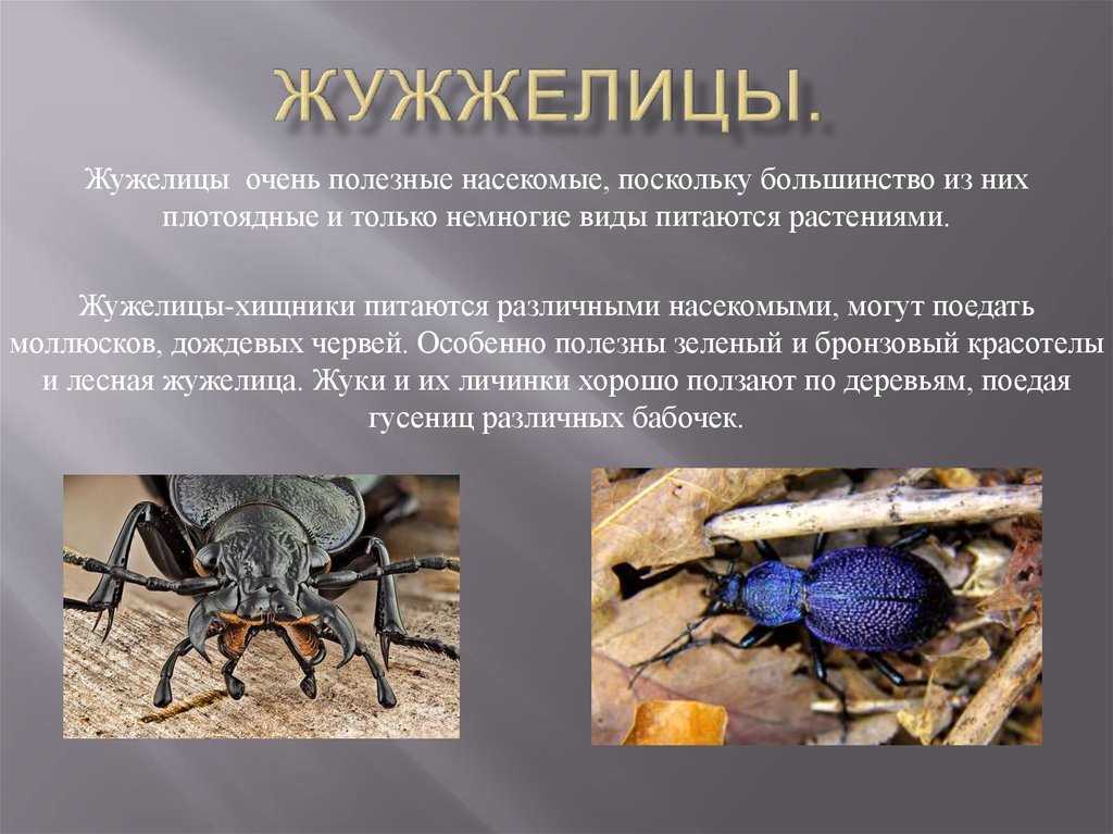 Жужелица: описание и фото, разновидности и особенности питания насекомого, вред для растений и человека и методы борьбы