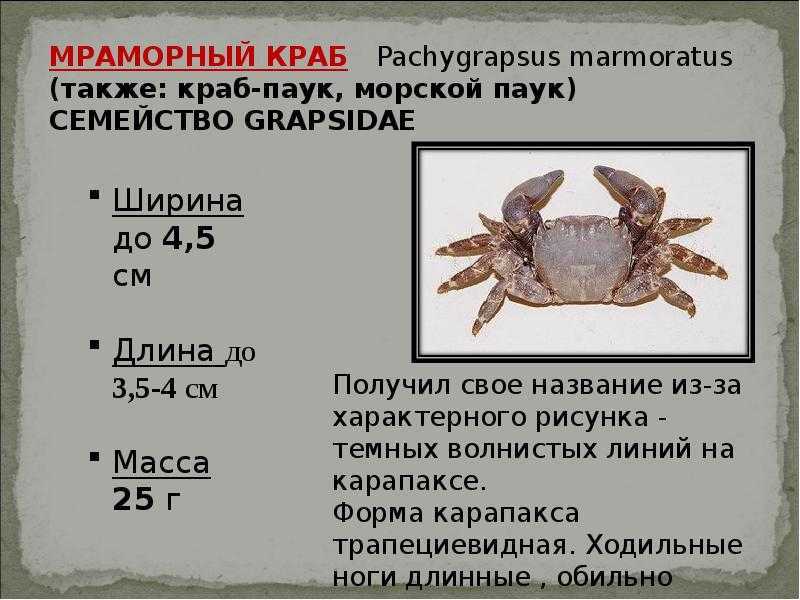 Виды крабов, их названия, описание и фото