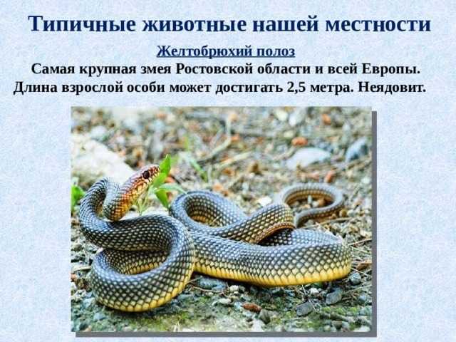 Узорчатый полоз: фото, описание, где обитает, чем питается