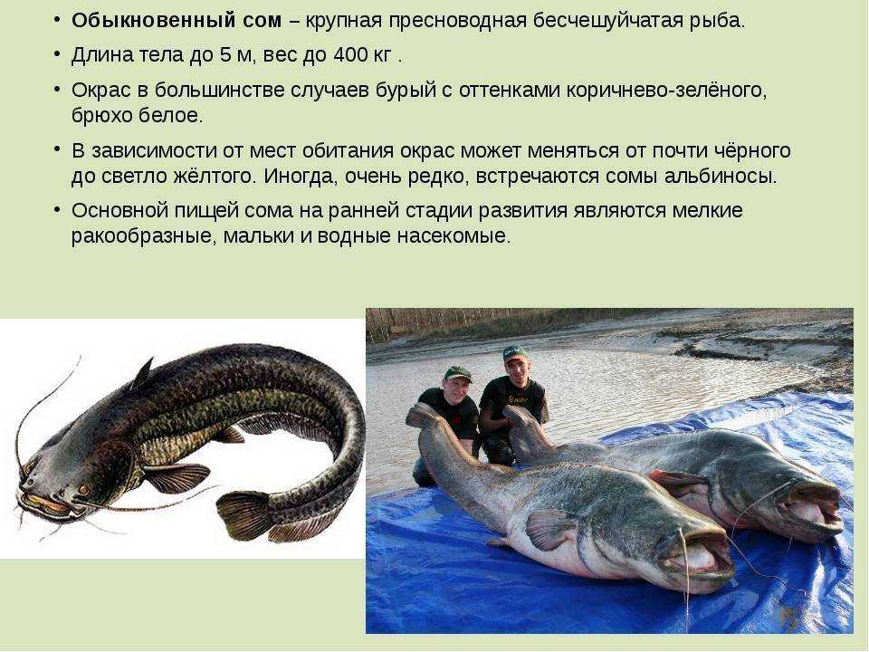 Стеклянный окунь: описание,содержание,размножение,фото,видео