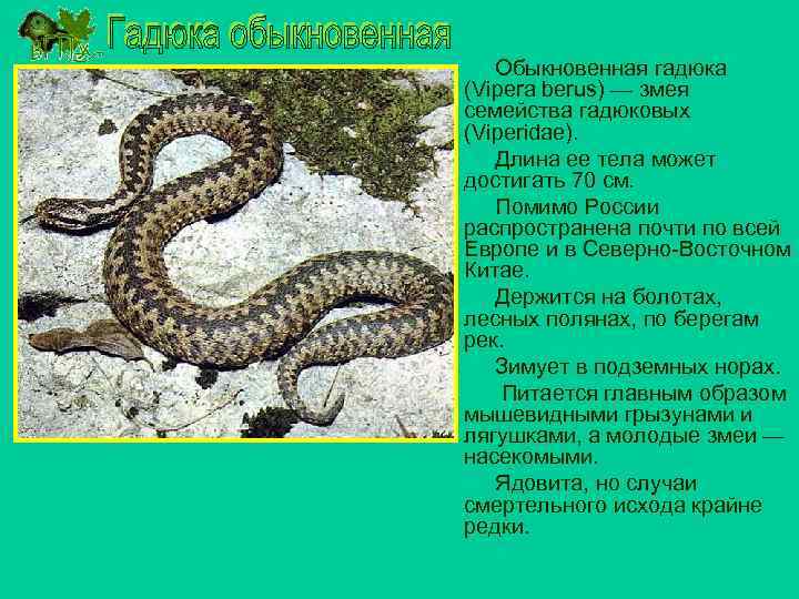 Гадюки (viperidae)