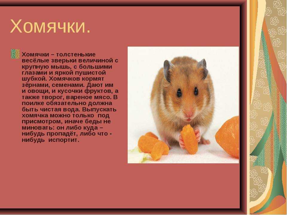 Презентация на тему отряд грызуны rodentia