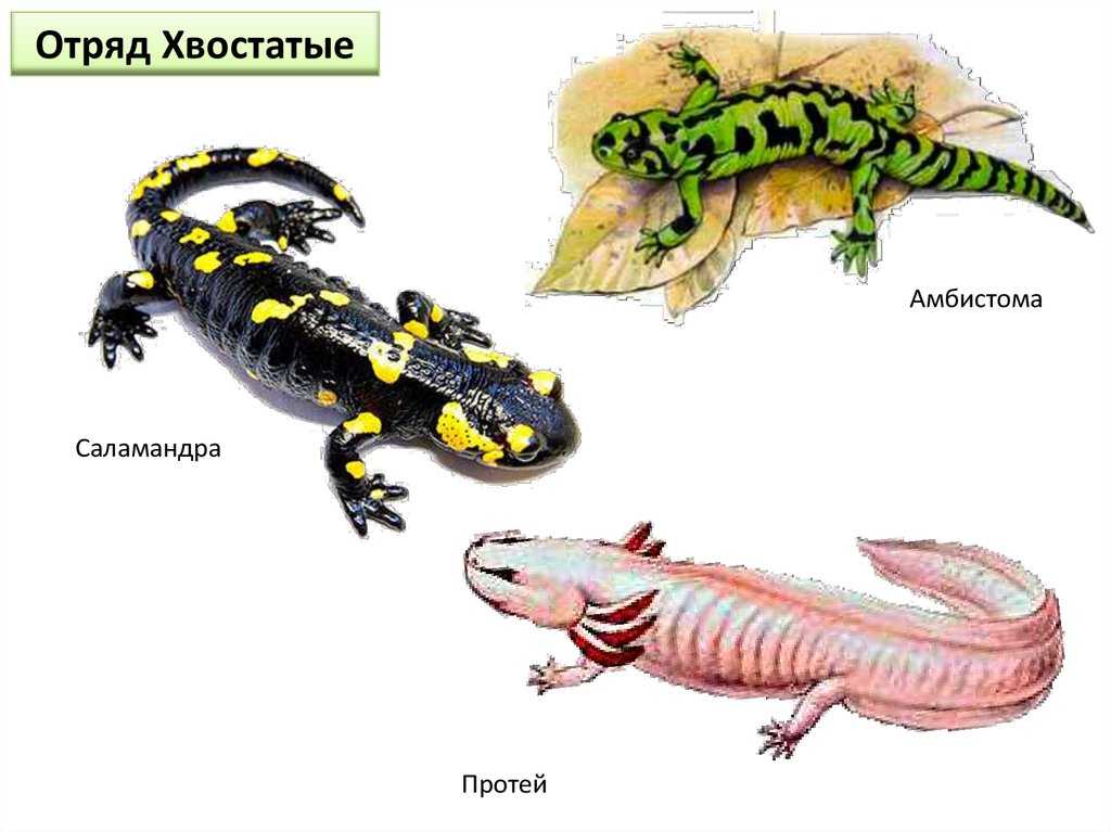 Описание прудовой лягушки из красной книги