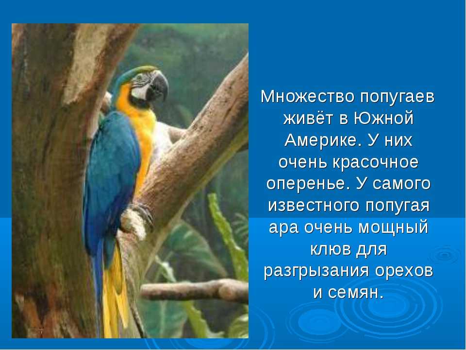 Австралийские попугаи: корелла, какаду, королевский и другие представители семейства попугаевых на австралийском континенте