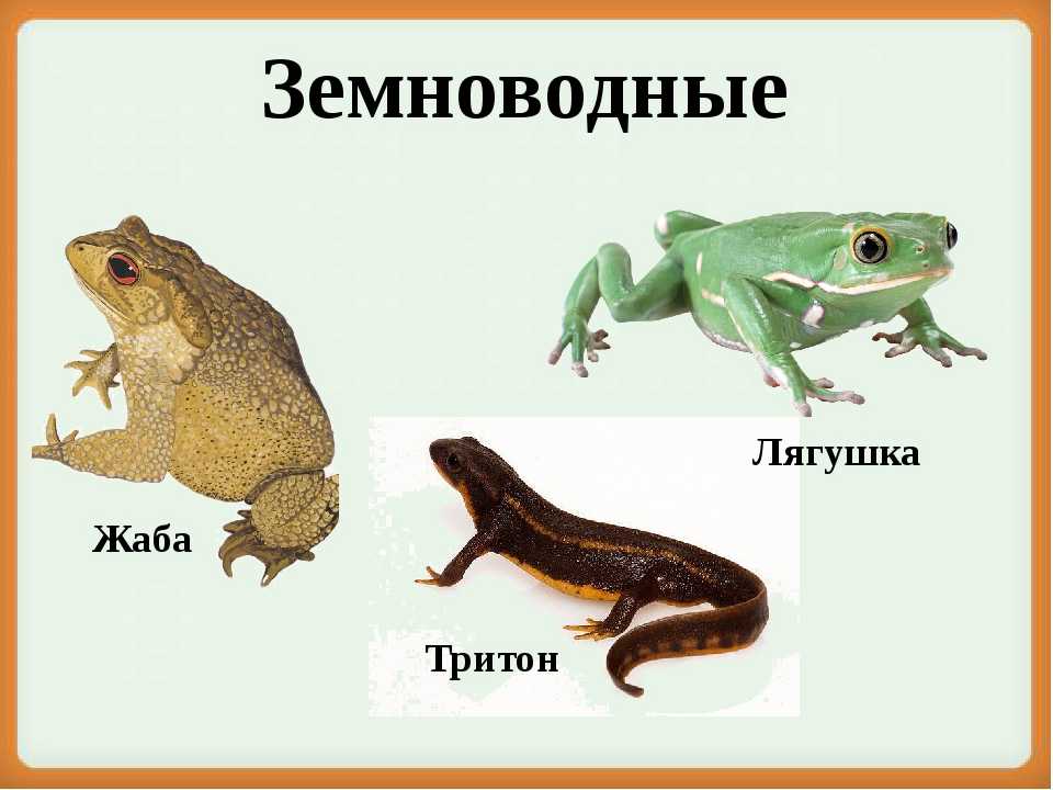 Три примера животных относящихся к земноводным. Лягушка жаба Тритон это. Картинки земноводных. Земноводные и пресмыкающиеся. Рептилии и земноводные.