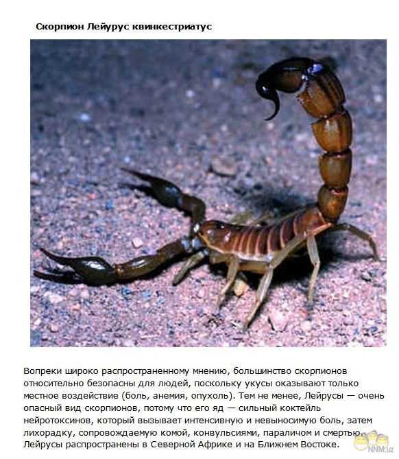 Скорпион leiurus quinquestriatus: особенности, опасность для человека, лечение укуса