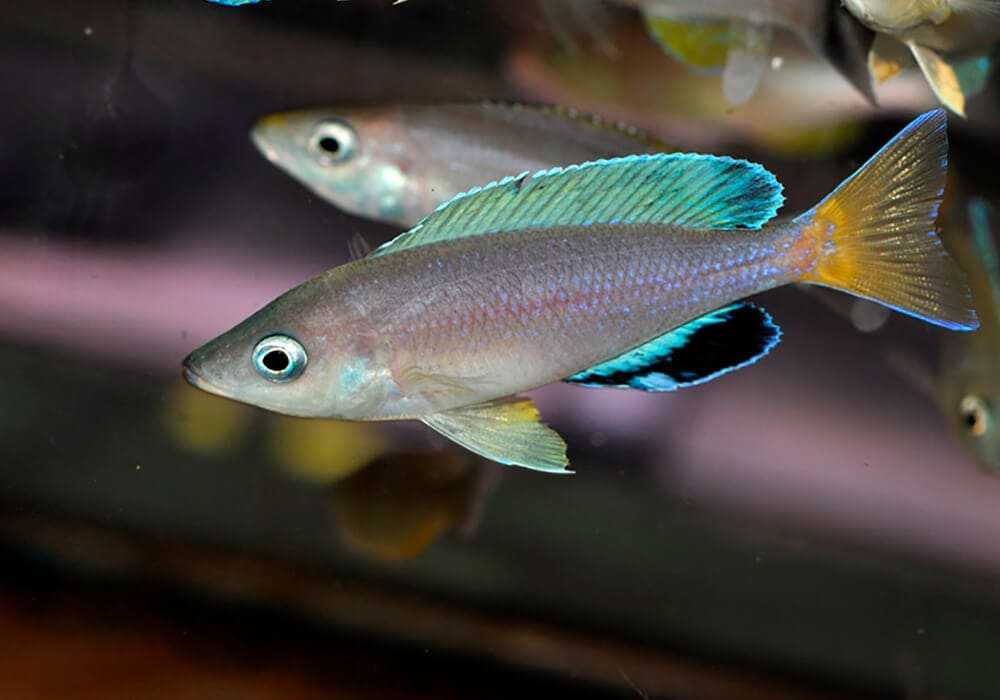 Циприхромис мелкочешуйчатый (cyprichromis microlepidotus)