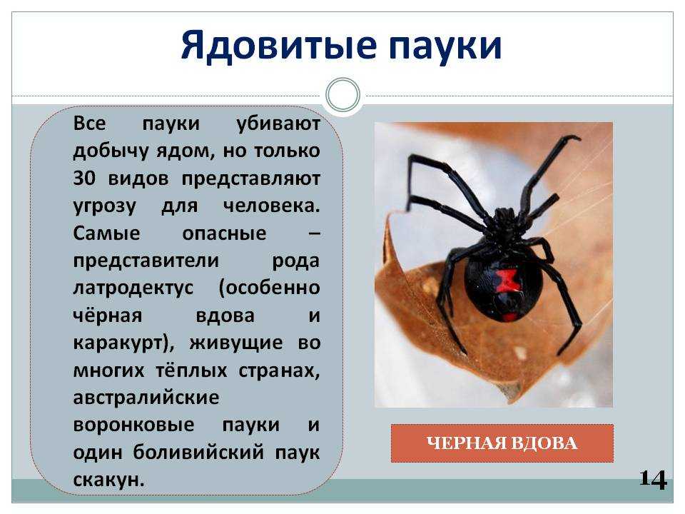 Виды домашних пауков, описание