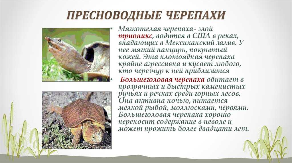 Дальневосточная черепаха, или китайский трионикс (лат. pelodiscus sinensis): фото, описание, популяция