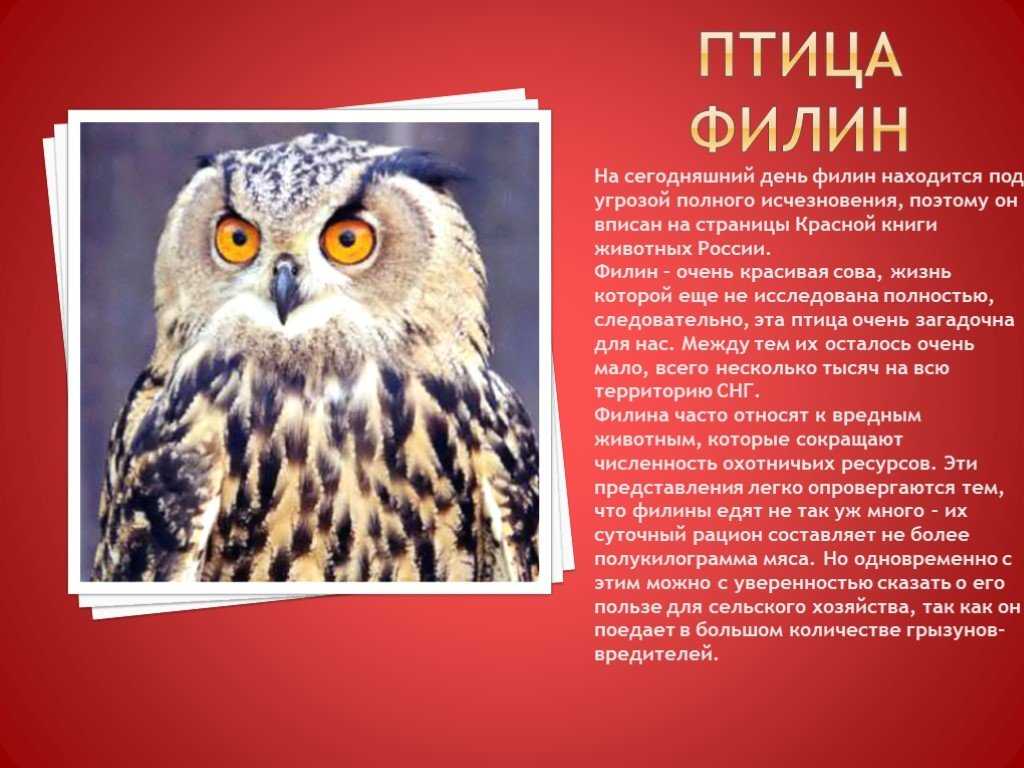Буроголовый тамарин