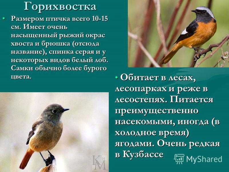 Птица под микроскопом: пух и перья государственный дарвиновский музей