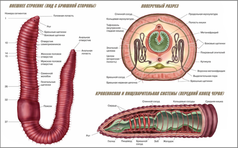 Givotinki.ru. виды дождевых червей: чем они для нас незаменимы и интересны
