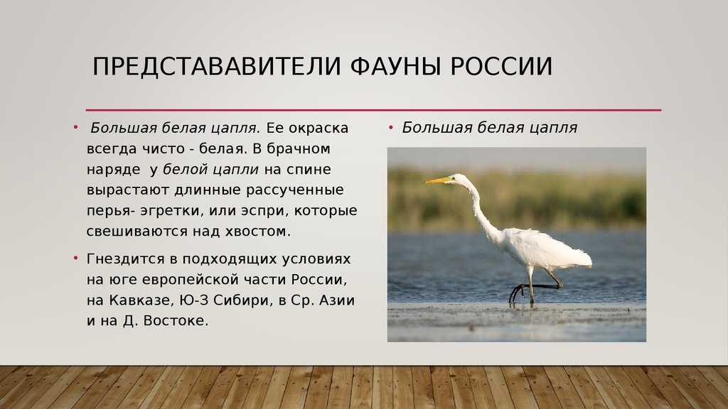 Цапля белая большая — ртищевская энциклопедия