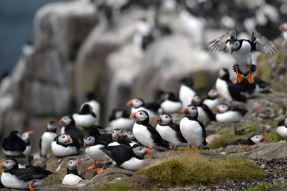 Песочники длиннохвостые – пернатые из америки. большой песочник (calidris tenuirostris) царь-птицы и птицы вещие
