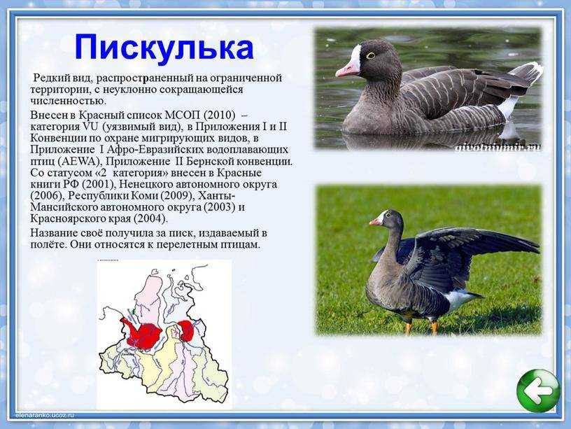 Пискулька