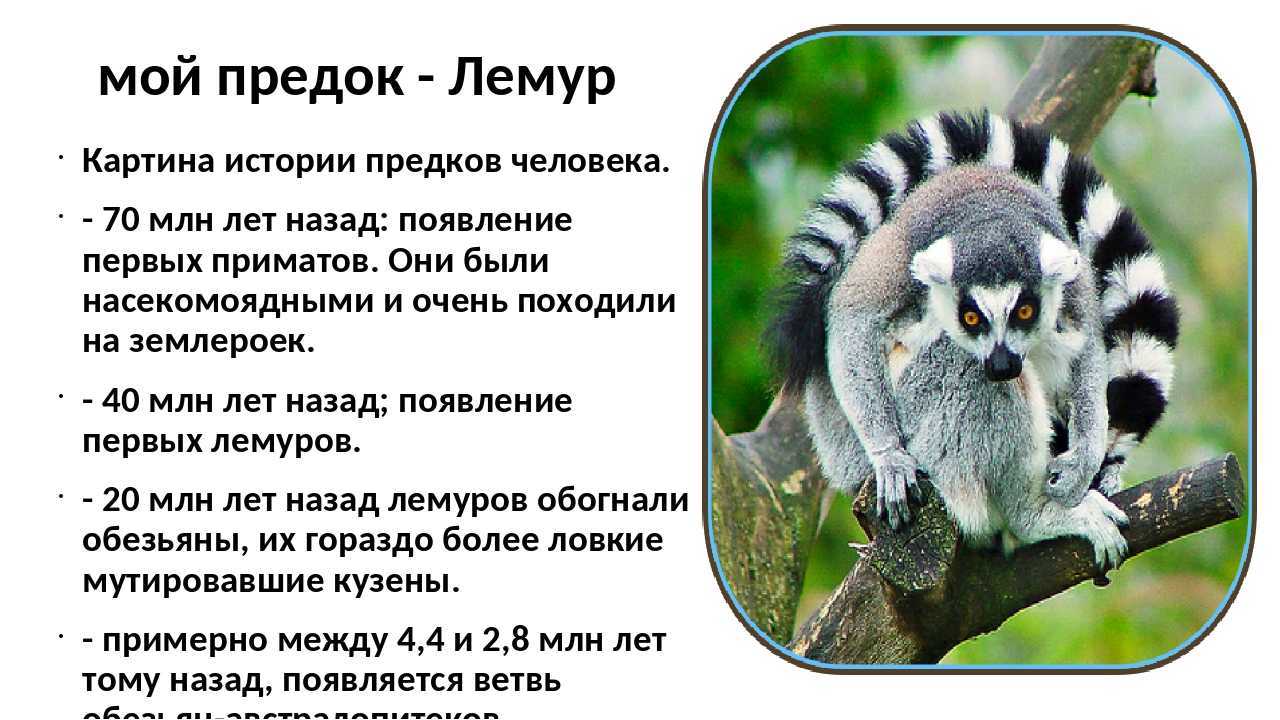 Карликовые лемуры – фото, описание, виды, ареал, рацион, враги