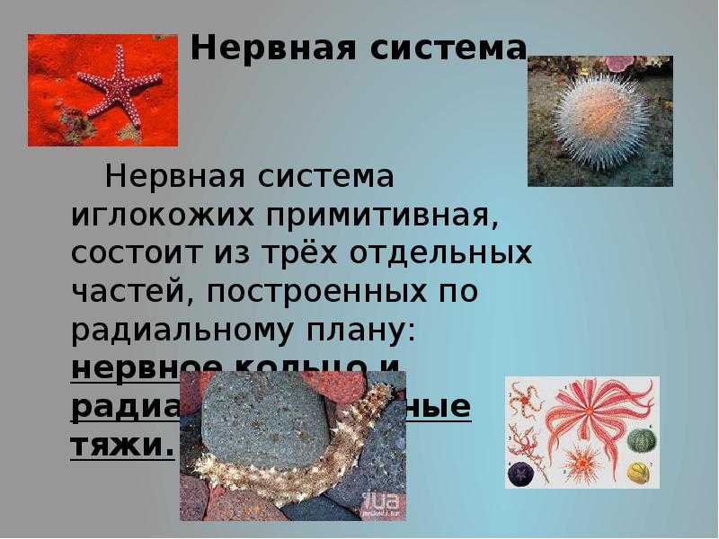 Тип echinodermata. иглокожие [1974 друщиц в.в. - палеонтология беспозвоночных]