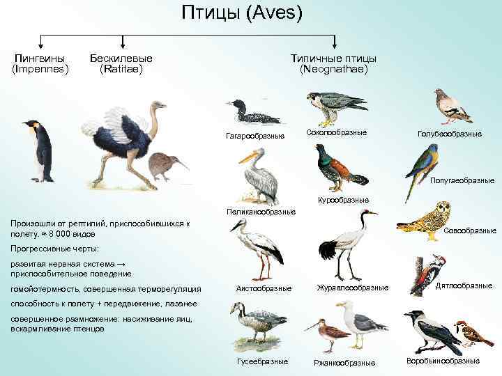 Примеры животных класса птицы. Класс птицы систематика. Биологическая систематика птиц. Систематика птиц таблица. Типичные птицы представители.