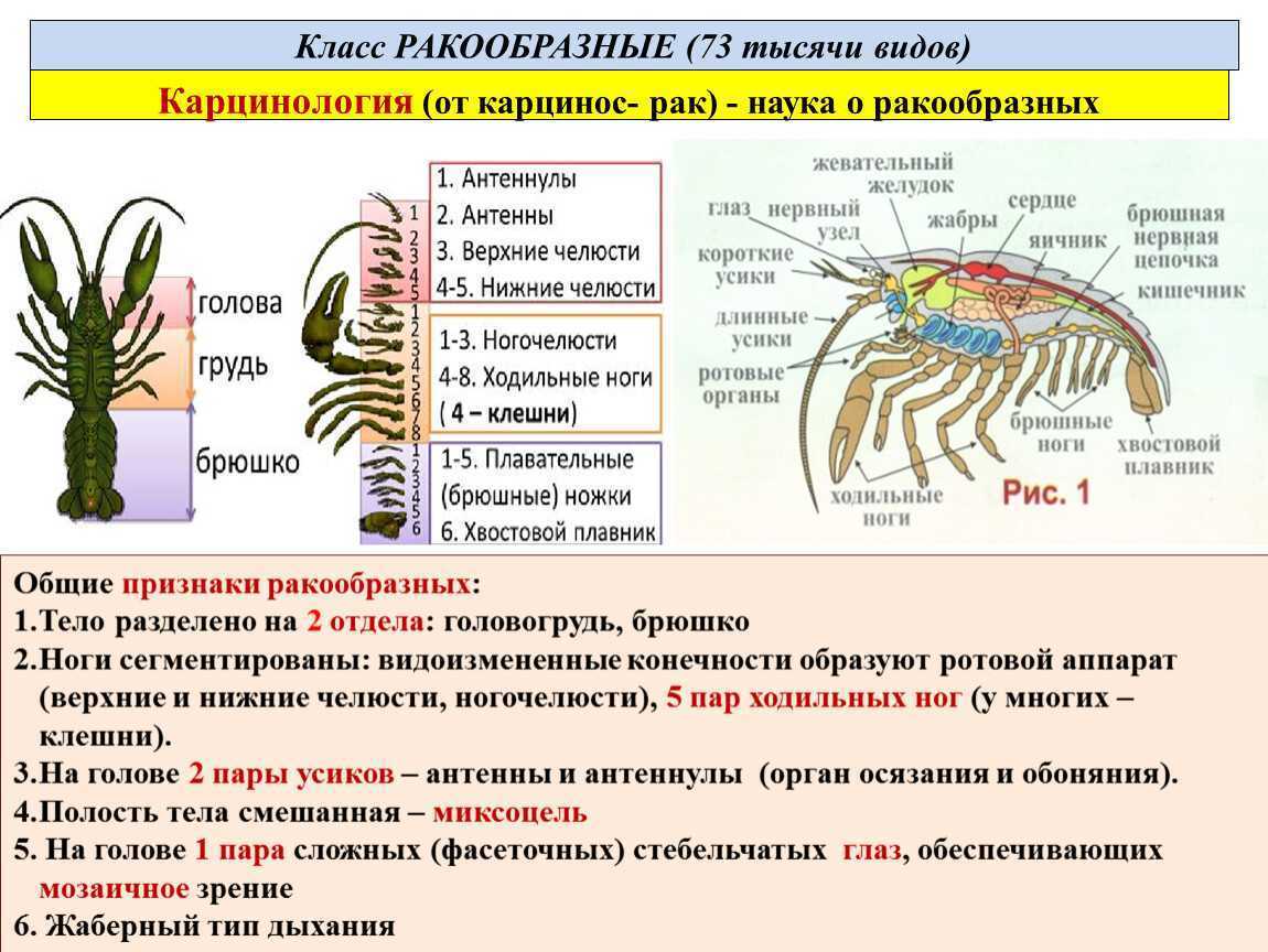 1. тип членистоногие