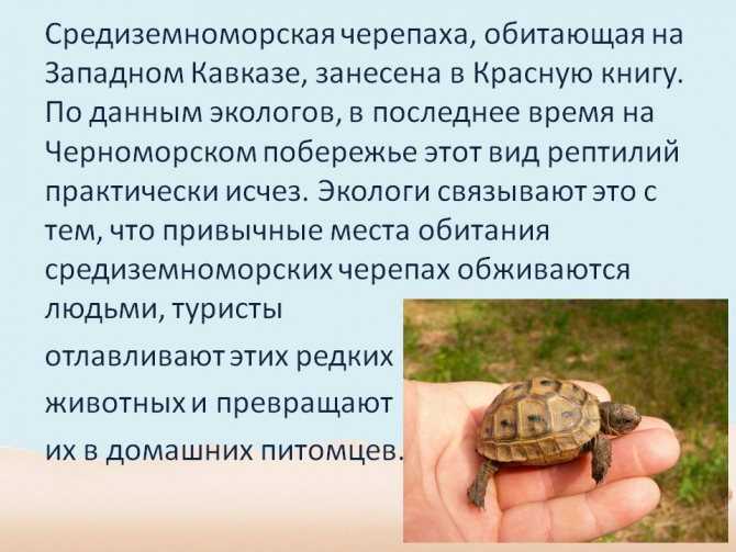 Где посмотреть на черепах в швейцарии?