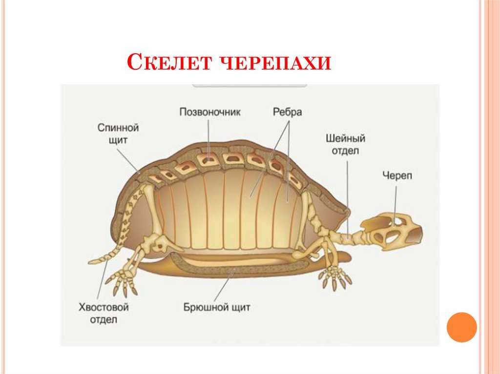 Черепаха – описание, виды, пища, где обитает, фото