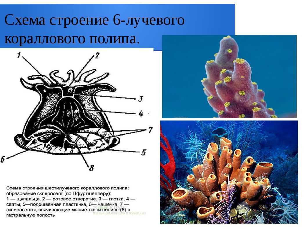 Камень из самого дна морского: коралл, его магические и лечебные свойства