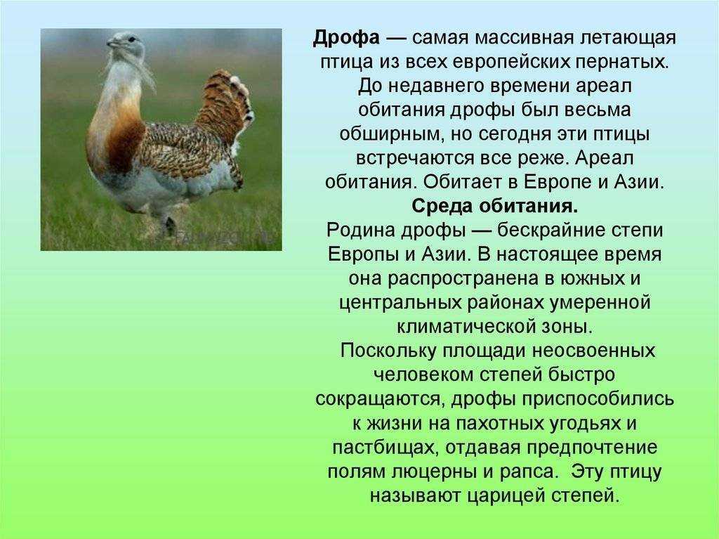 Оляпка птица. описание, особенности, виды, образ жизни и среда обитания оляпки