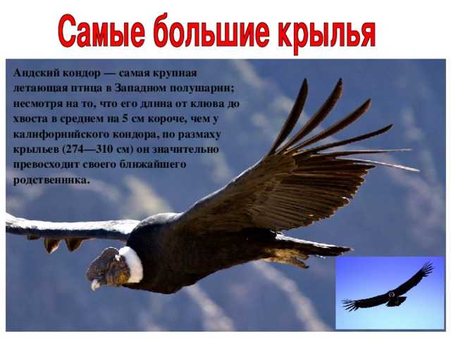 Карибское море