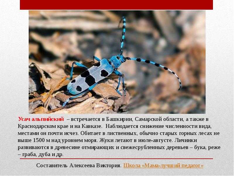 Двупятнистый_афодий : definition of двупятнистый_афодий and synonyms of двупятнистый_афодий (russian)