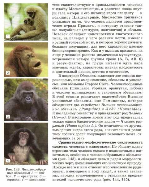 Толстотелые обезьяны или колобусы - животные