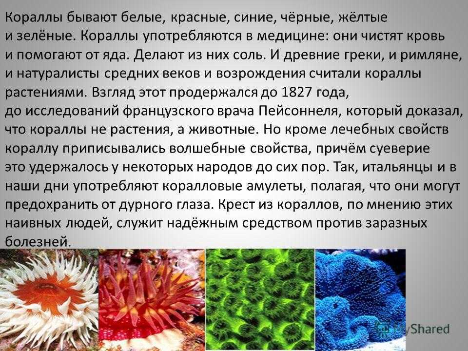Камень коралл – уникальный дар моря