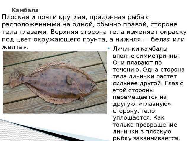 Морская камбала: образ жизни