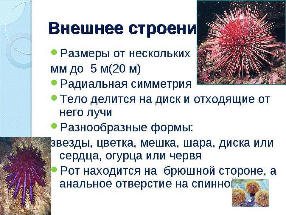 Иглокожие. представители, особенности строения : farmf | литература для фармацевтов