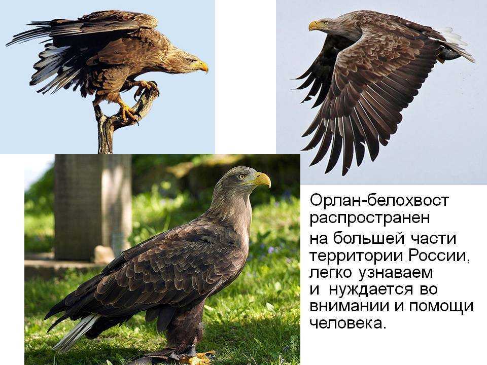 Орлан-белохвост — ртищевская энциклопедия