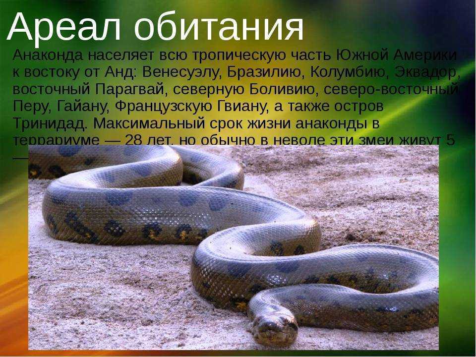 Виды змей. описание, особенности, названия и фото видов змей | живность.ру