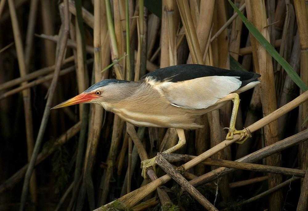 Отряд голенастые, или аистообразные (ciconiiformes). животный мир дагестана