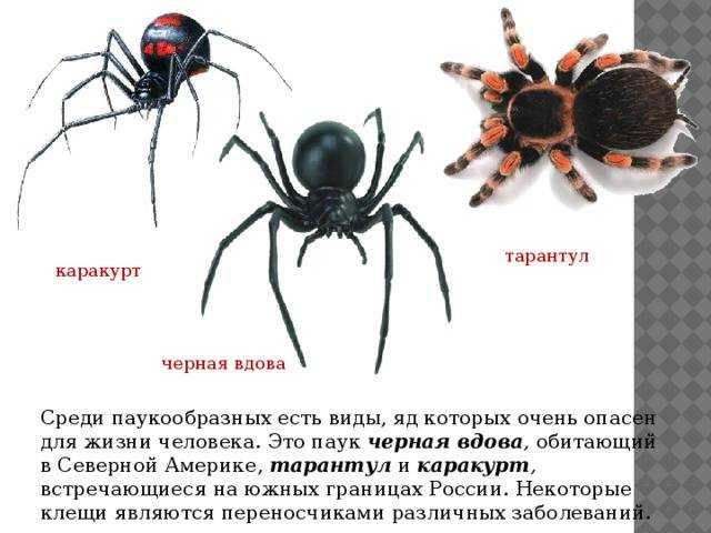 Паук каракурт