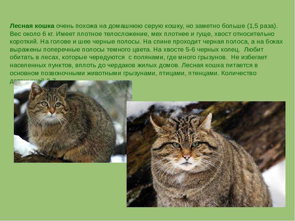 Норвежская лесная кошка: описание породы, фото, характер, вес и размеры