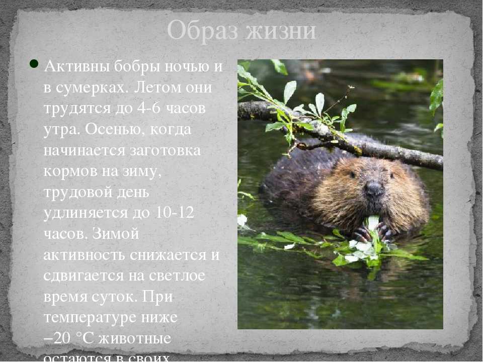 Бобр животное. описание, особенности, образ жизни и среда обитания бобра